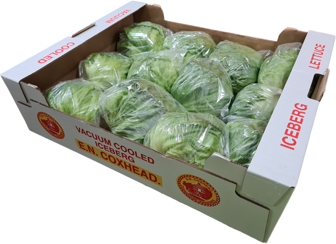 Iceberg Lettuce