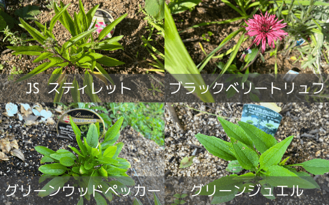 おぎはら植物園で購入したエキナセア