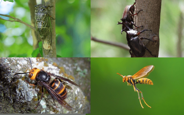 シマトネリコに集まる虫