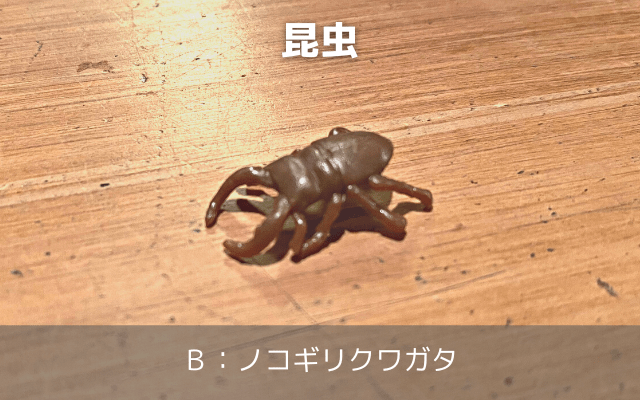 昆虫B：ノコギリクワガタ