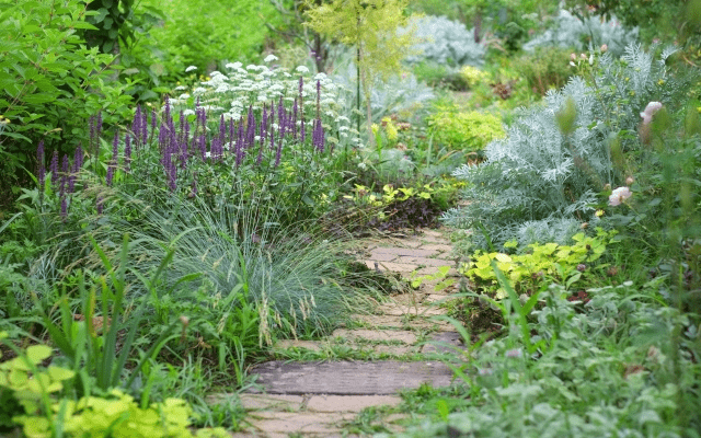 宿根草の庭