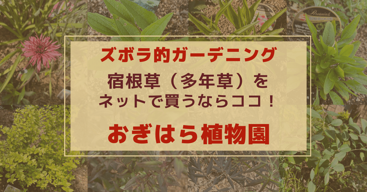 Cover Image for ズボラ的ガーデニング 宿根草（多年草）を通販で買うならおぎはら植物園がおすすめ