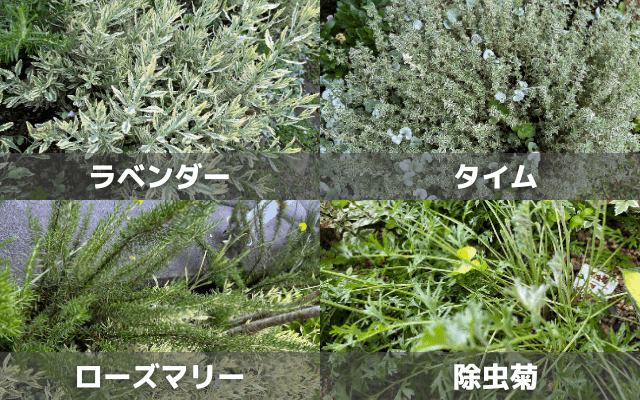 その他虫除けの香り