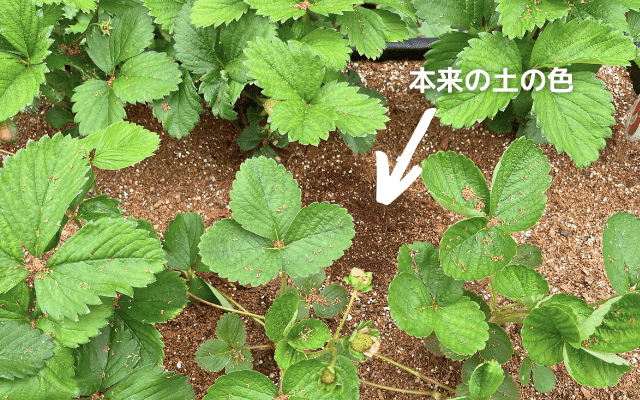 シマトネリコの花がらが落ちた様子