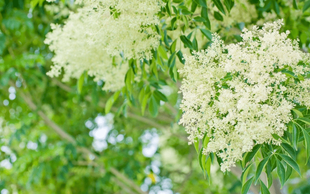 シマトネリコの花