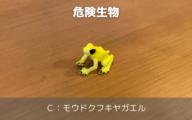 危険生物C：モウドクフキヤガエル