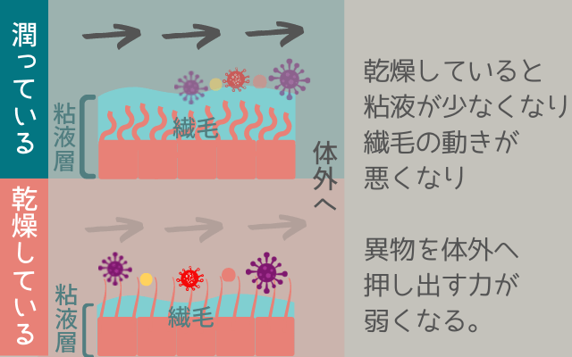 繊毛運動の仕組み