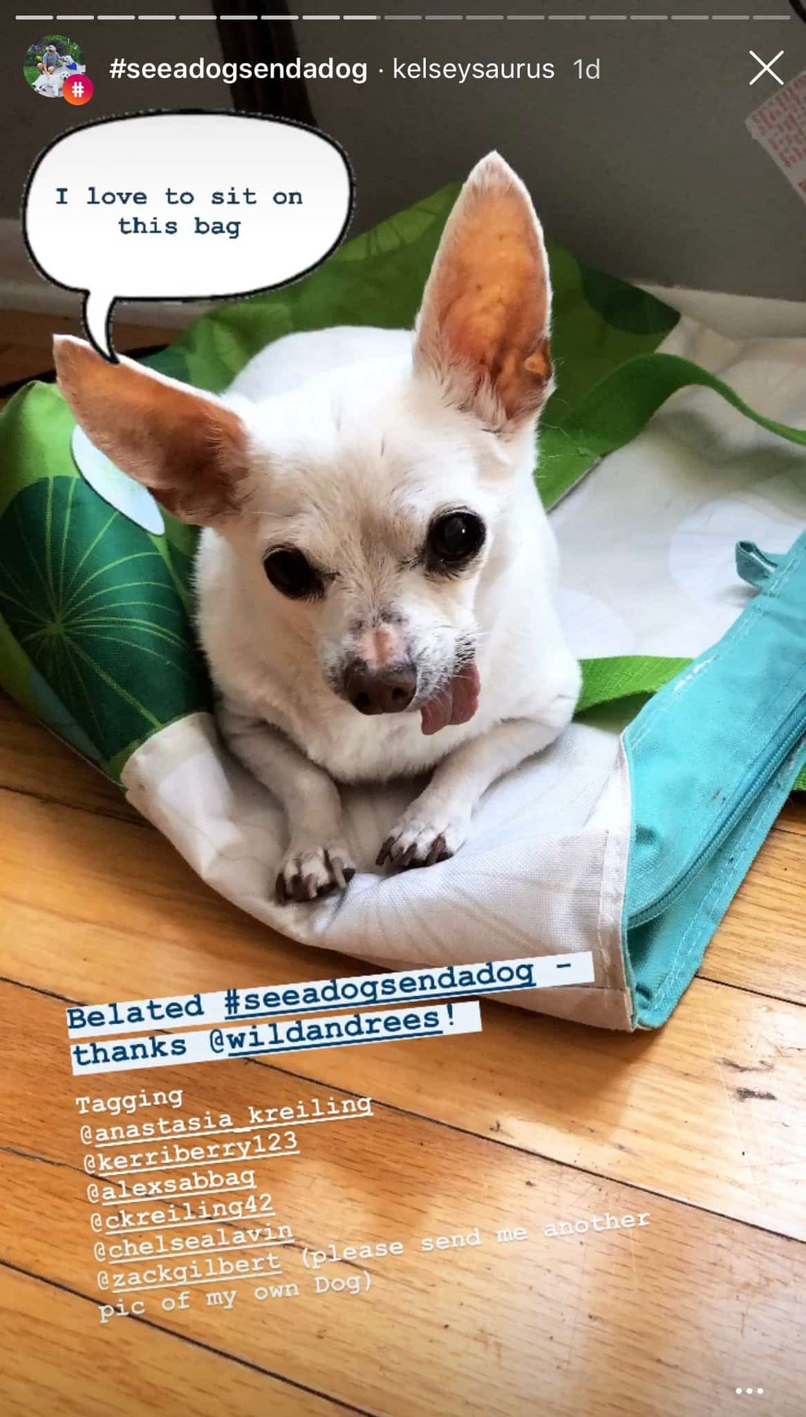 Instagram story of 'See a Dog, Send a Dog' Challenge