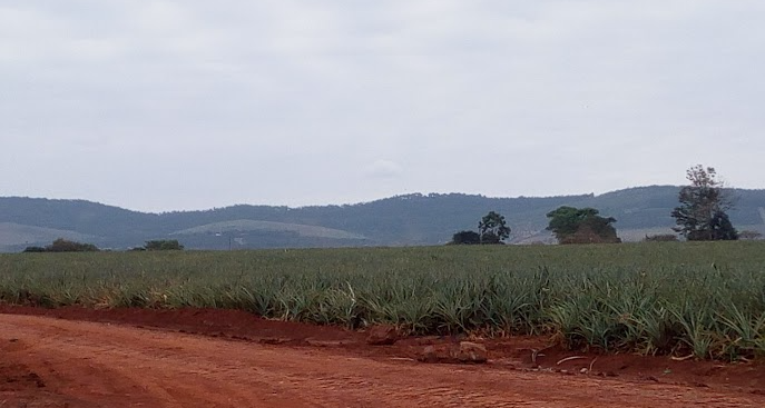 Delmonte Pineapple Plantation