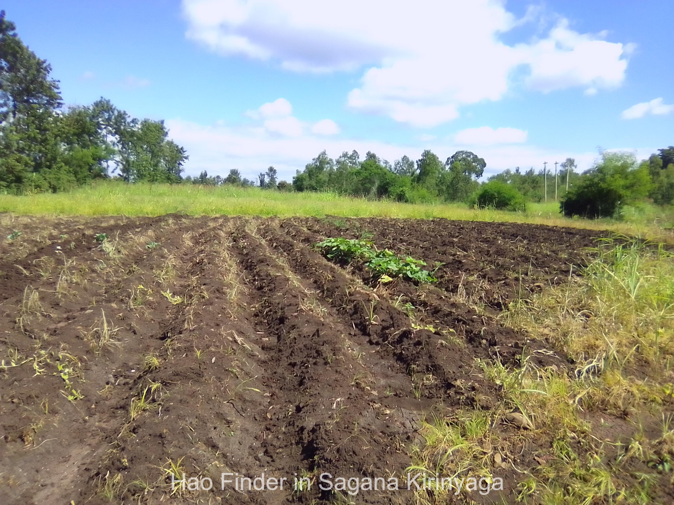 Sagana- Where Agriculture and Business Flourish - Hao finder review by Nakibolis Heirs Limited (4)