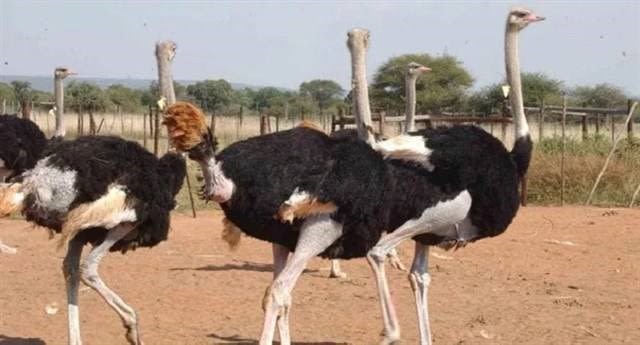 Ostrich at Maasai Ostrich farm