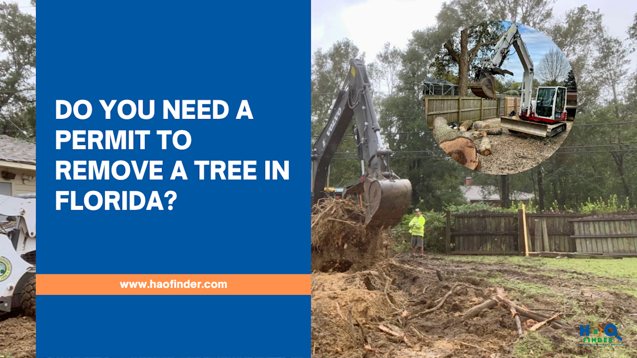 Do You Need a Permit to Remove a Tree in Florida?