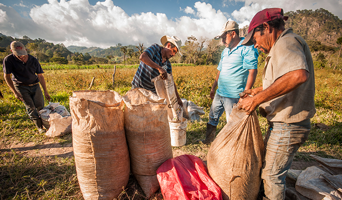 Coffee farmers