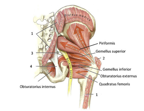 Hip Muscles Anatomical