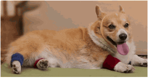 Small dog stretching her leg GIF