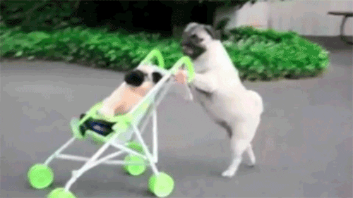 Pug pushing a toy stroller with a stuffed toy in it GIF