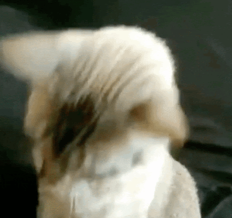 I'm ready cat GIF