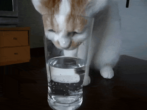 Cat trying to drink water from a glass