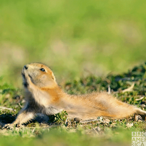 Squirrel stretching GIF