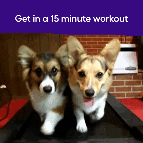 Cogis on a treadmill GIF