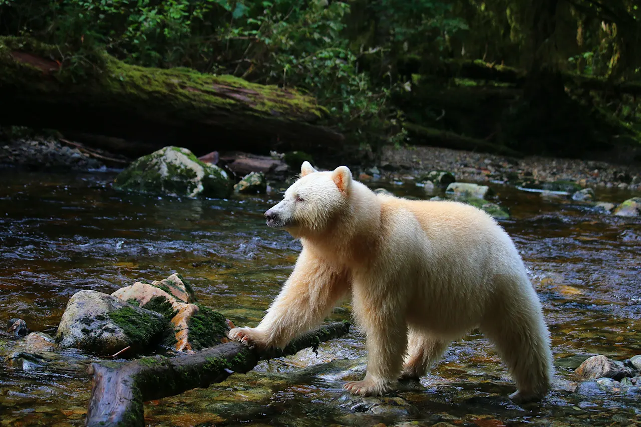 Spirit Bear & Grizzly Tracking