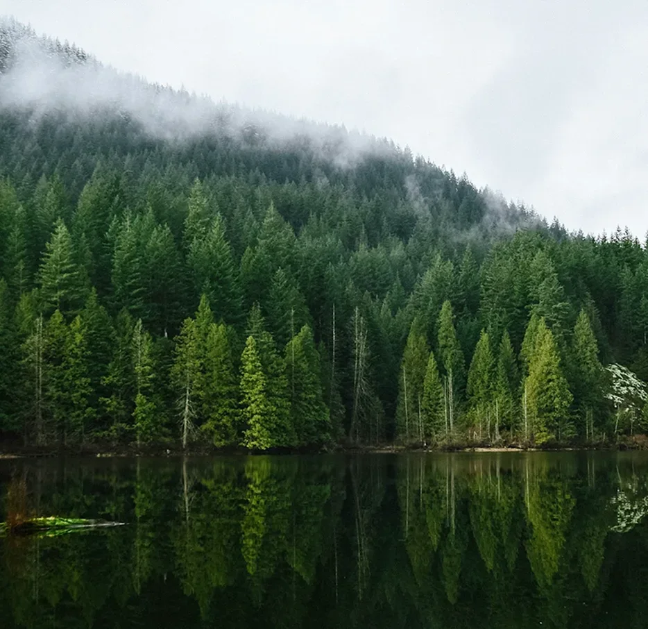 Communities Section - Support reforestation