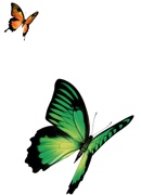 butterflies winners r sm