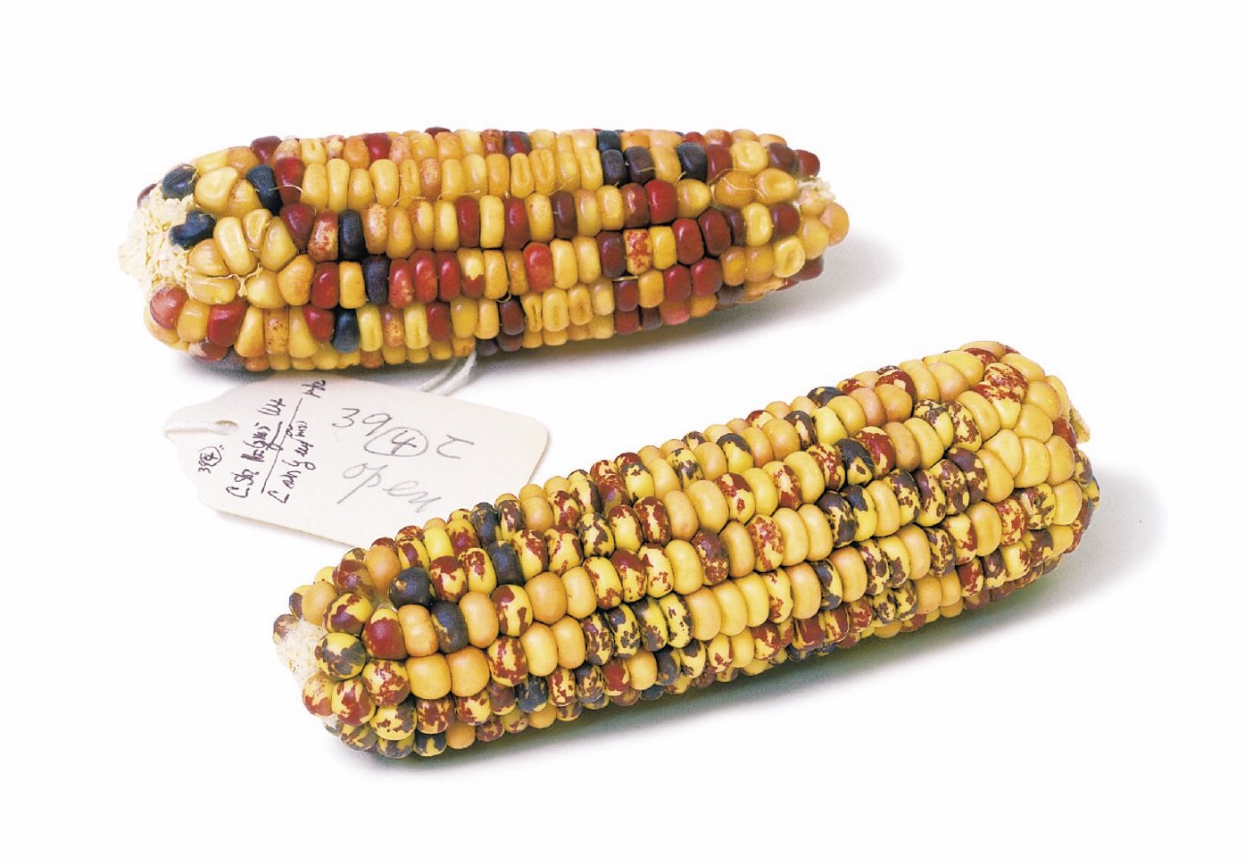 The Nobel Prize Women Who Changed Science Barbara Mcclintock