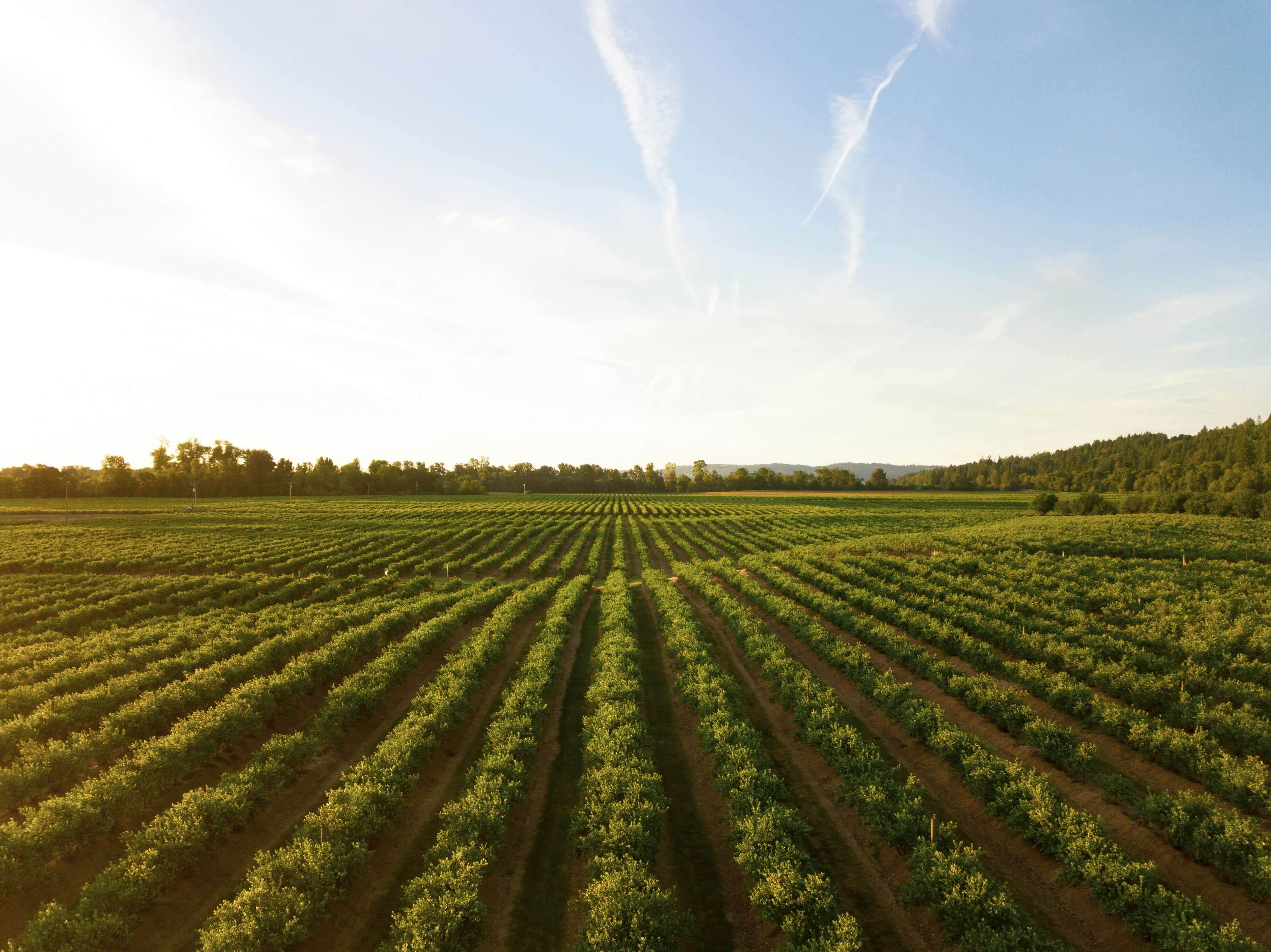 2 de julio – Día de la Agricultura Nacional: el campo como raíz de la historia argentina