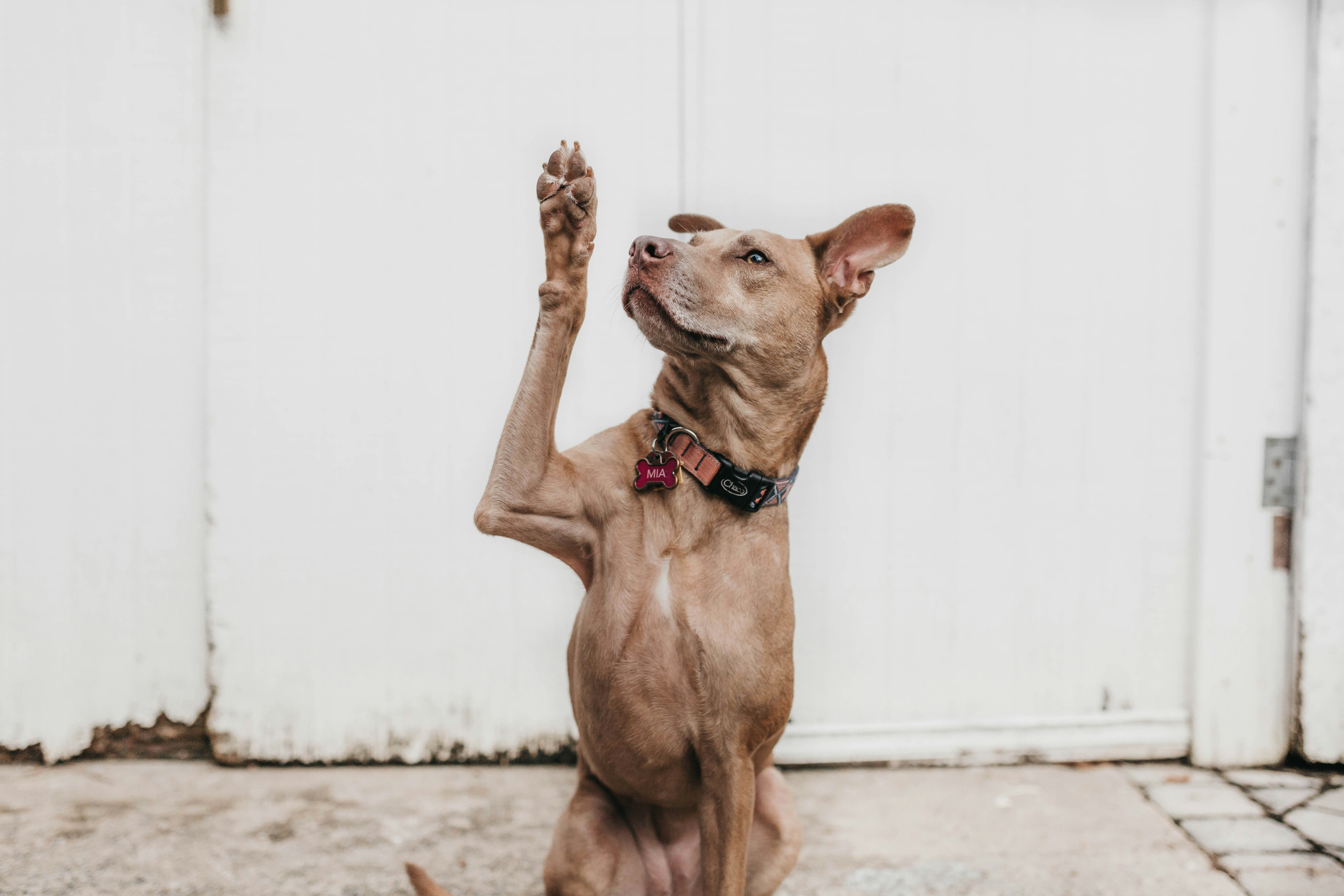 A dog raising its paw as if asking for help, symbolising how businesses must ask the right AI SEO questions to recover traffic lost to AI and get cited by ChatGPT.