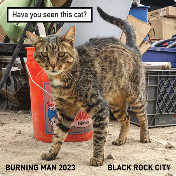 Have you seen this cat?