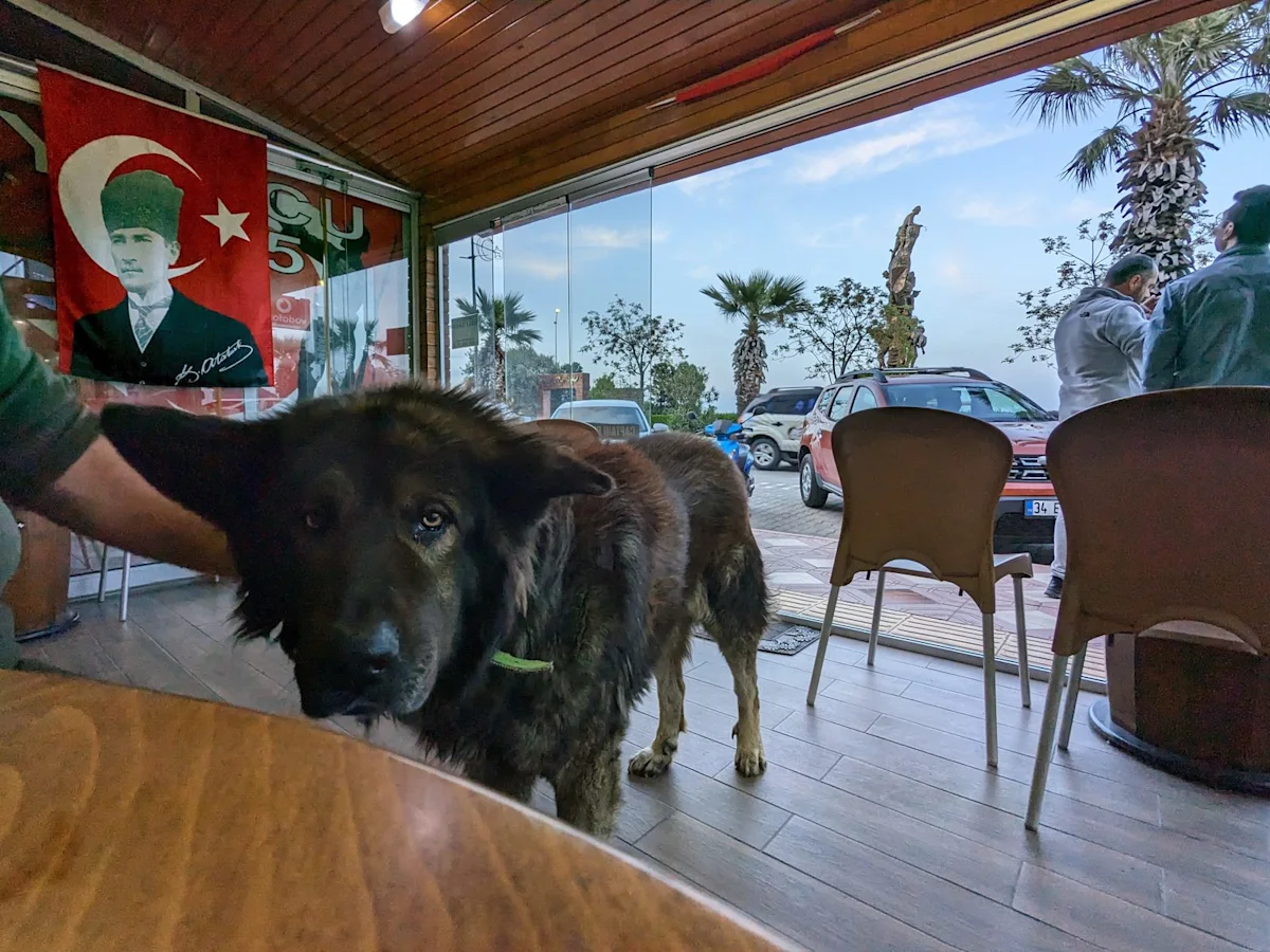 A dog in an Eceabat café, under a portrait of Atatürk