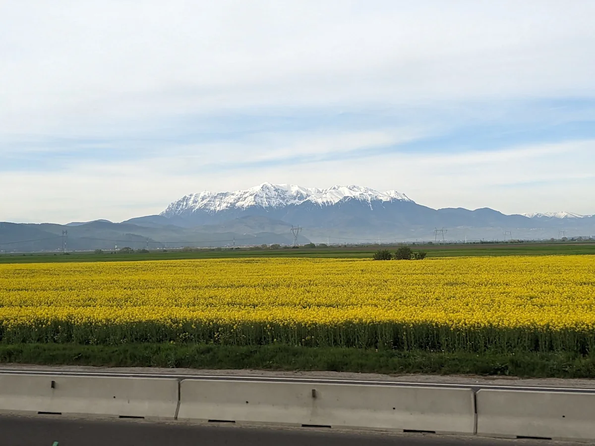 Rapeseed fields with snow-capped Făgăraș mountains behind, from the train
