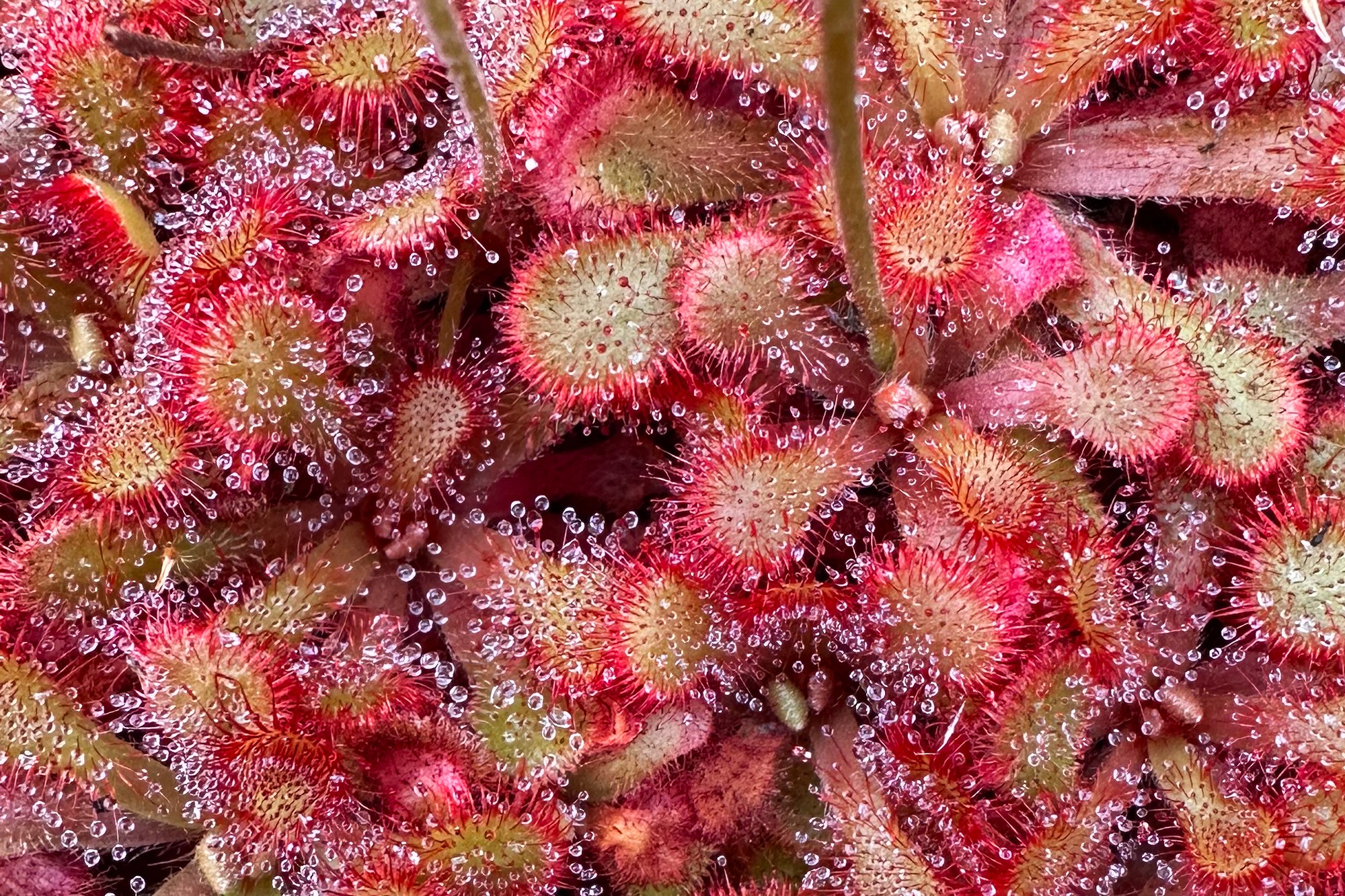 ARTICLE CARNIVOROUS PLANTS HOW DO THEY EAT?