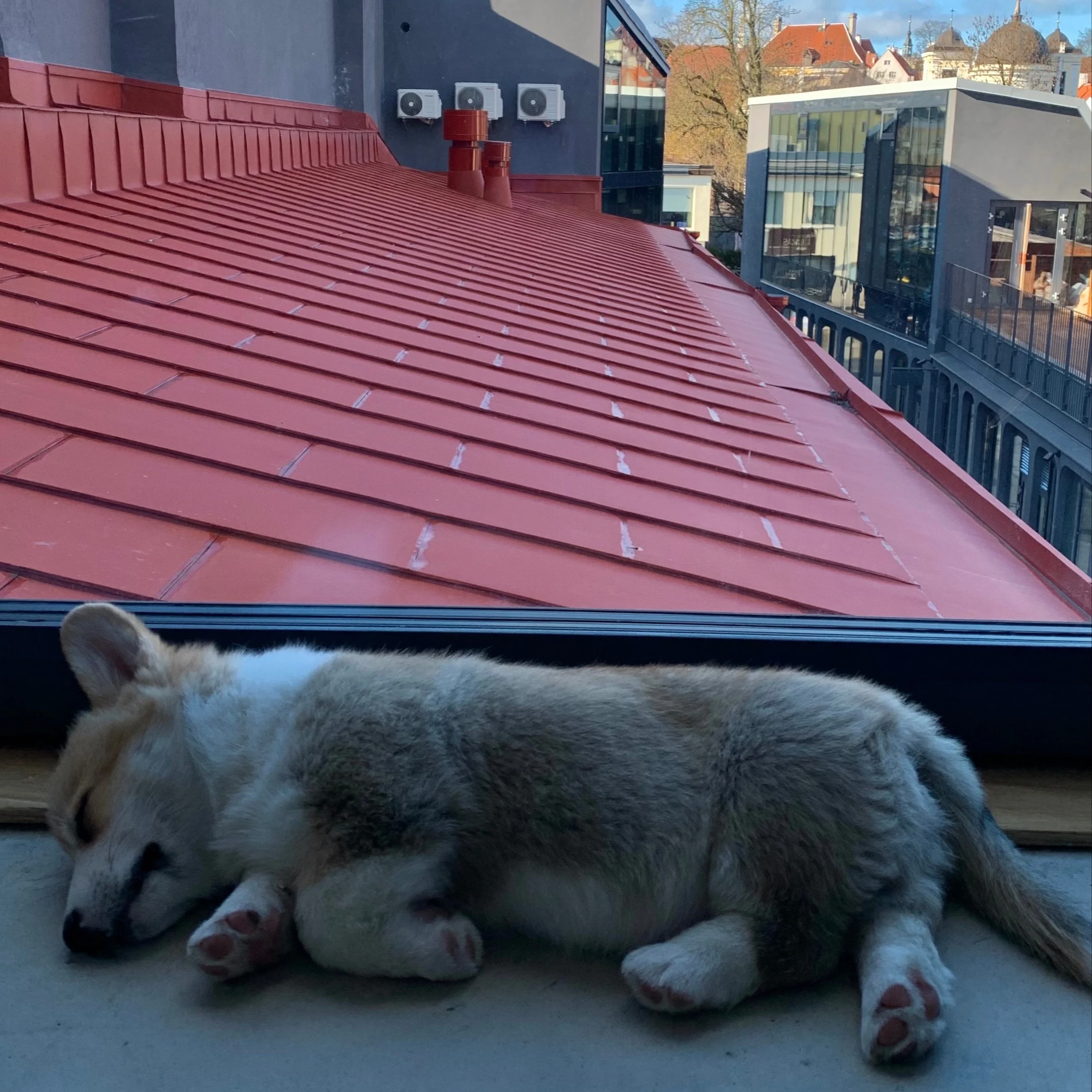 2020 - oh, what a year, new office doggo so tired of this maddness.jpg