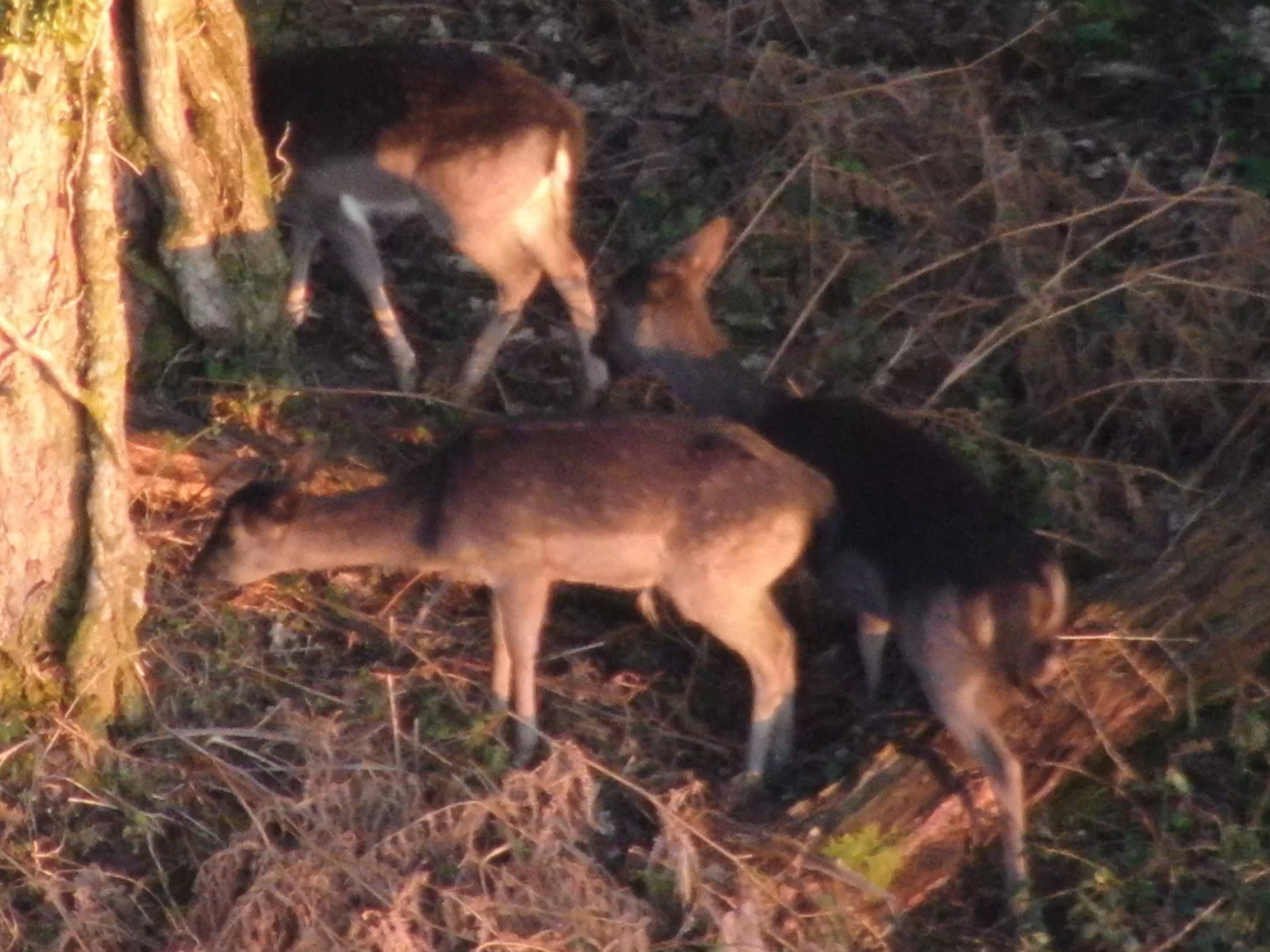Woodland Trust Deploys Drones To Revolutionise Deer Surveys