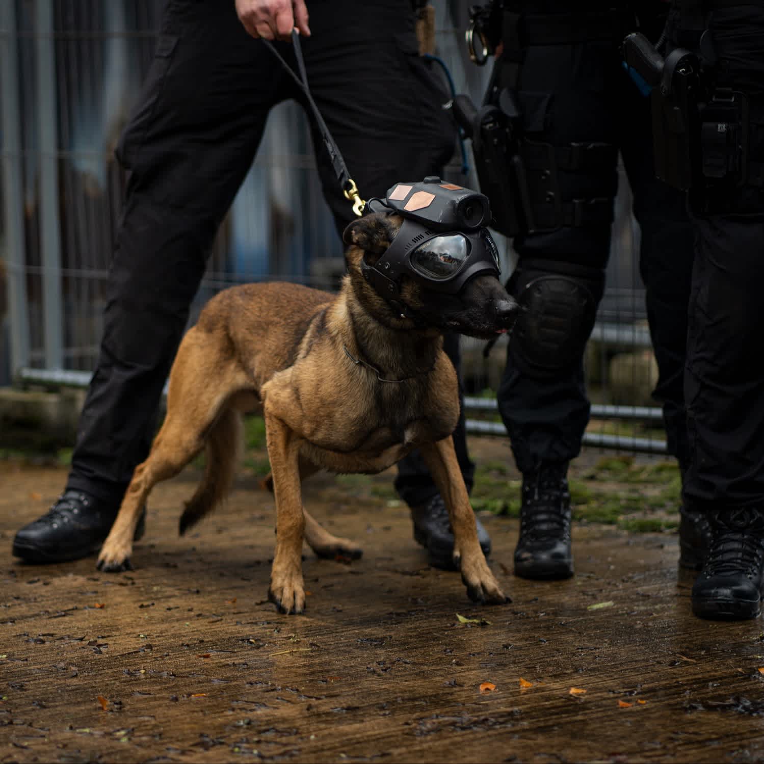 Heliguy Tactical Dog Camera.