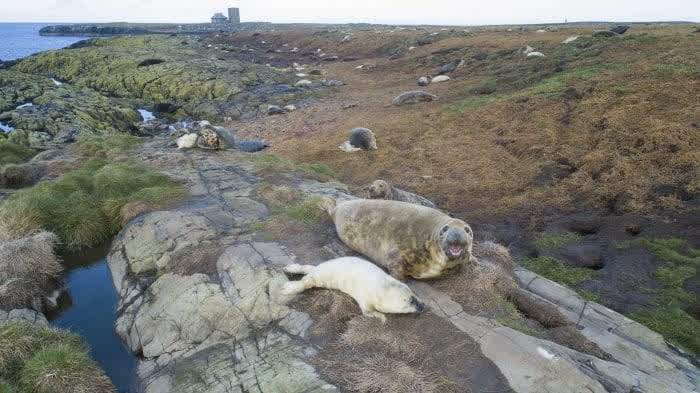 WATCH: Incredible Drone Footage Of Seal Pup Count