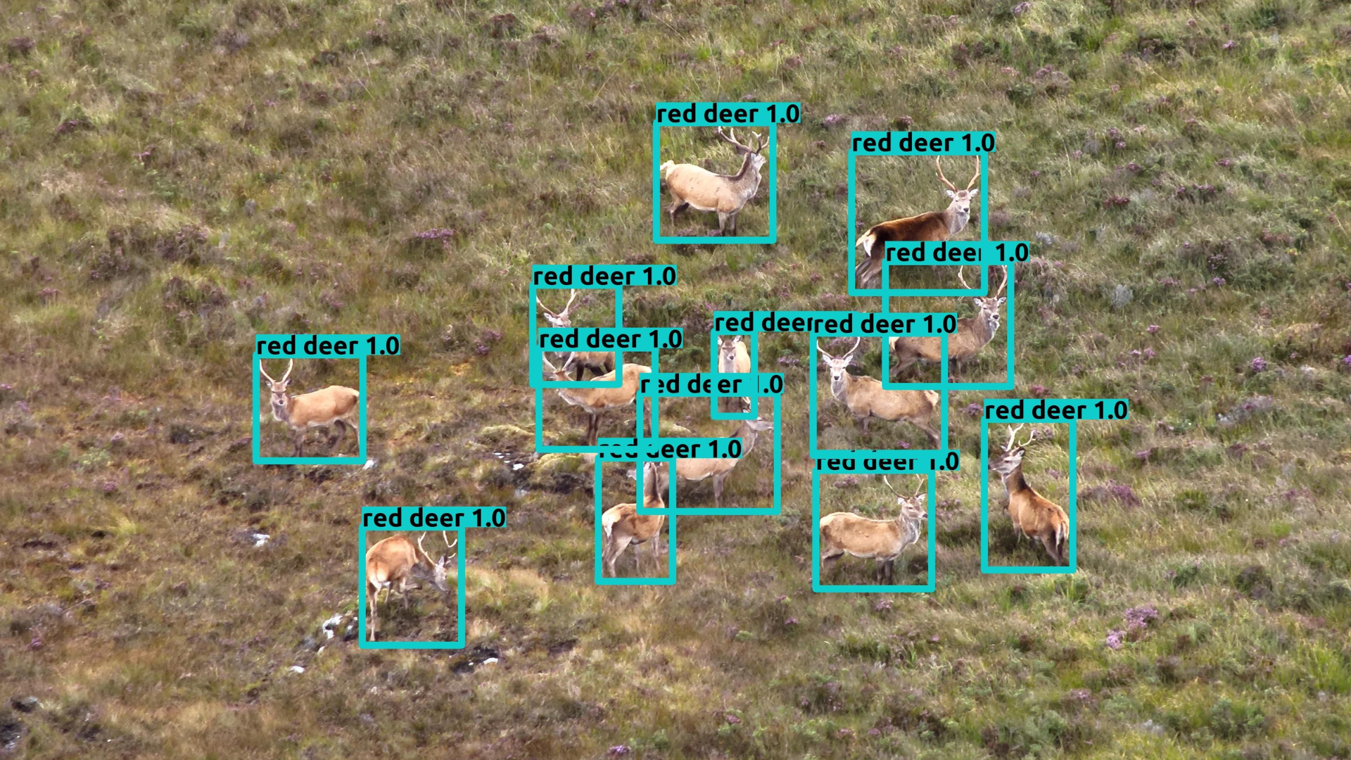Transforming wildlife management with drones and AI