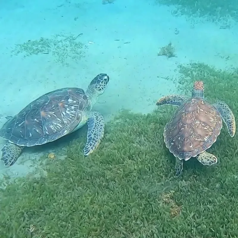 Tortues Reserve Cousteau Guadeloupe