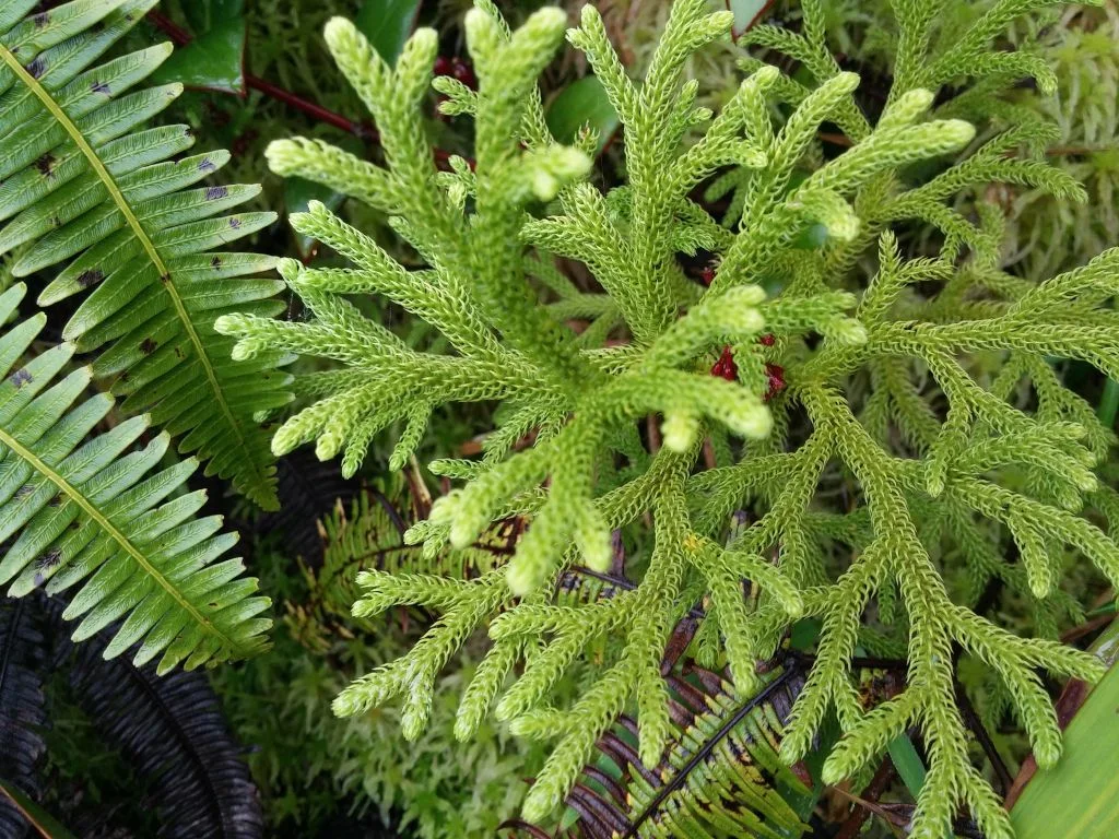 Faune et Flore du volcan de la Soufrière en Guadeloupe