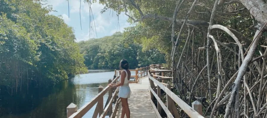 Mangrove de Marie Galante