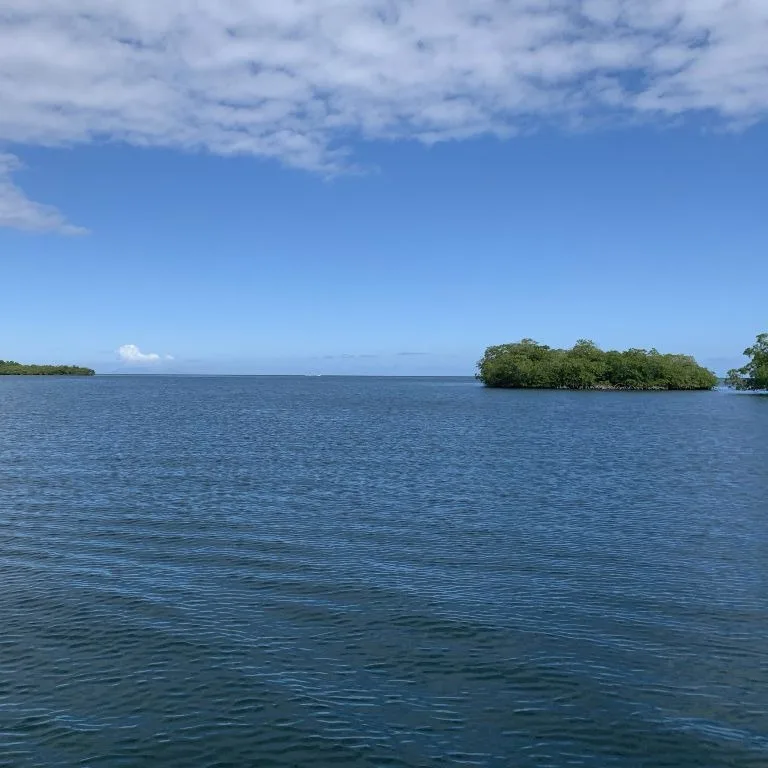 Excursion dans la Mangrove depuis Sainte-Rose - Guadeloupe