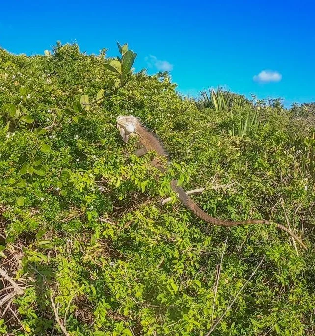Iguane Terre-de-Bas - Petite-Terre - Guadeloupe