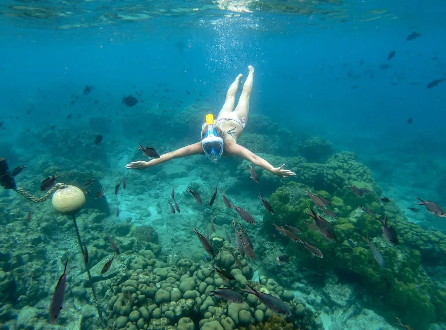 Spot Aquarium - Reserve Cousteau Guadeloupe