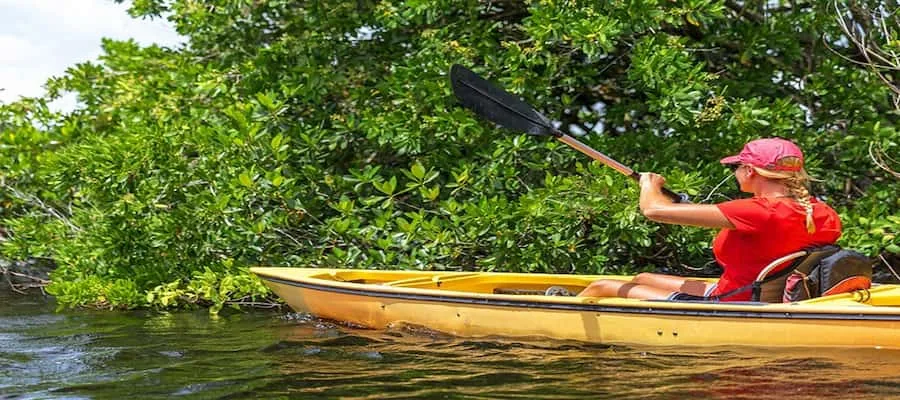 mangrove guadeloupe 