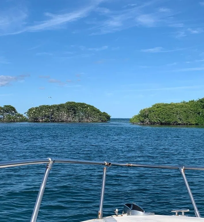 Faune Mangrove Guadeloupe - Ilet aux Oiseaux