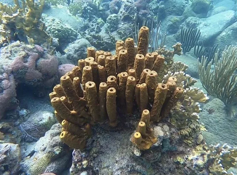 Plonger à Malendure - Reserve Cousteau - Guadeloupe