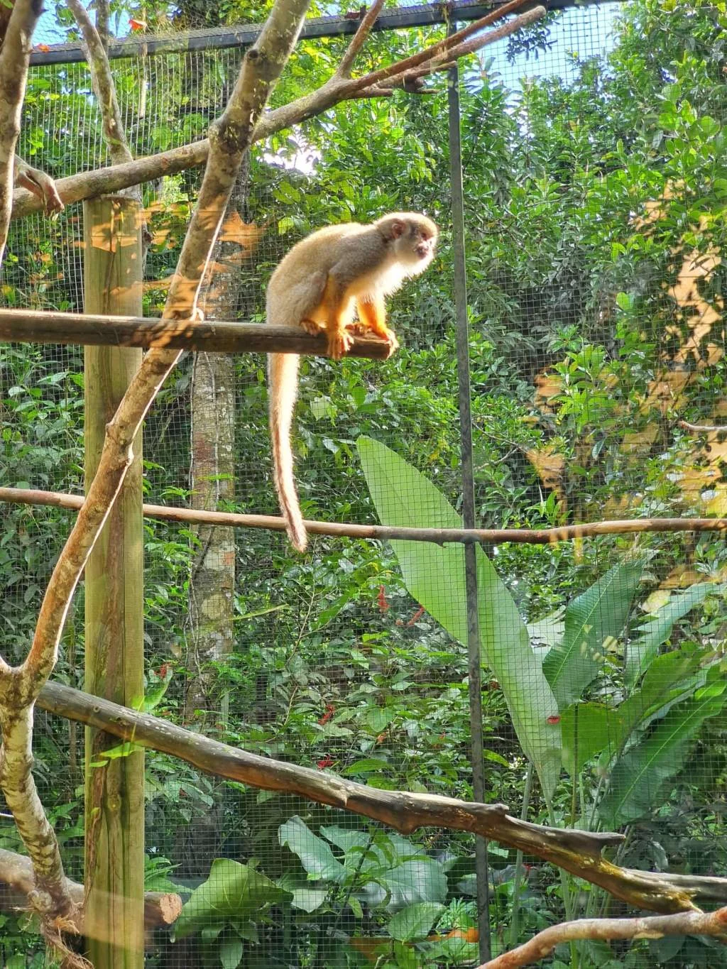Singe Zoo Guadeloupe - Parc des Mamelles