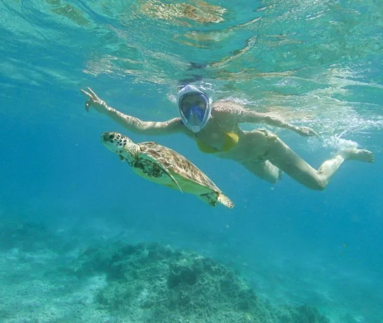 Réserve Cousteau - Nager avec les tortues vertes
